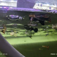 ماهی گوپی|ماهی|شیراز, ریاستی|دیوار