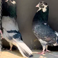 3جـفت کفتر استـثـنـایی و بـی نـظیـر