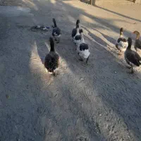 حیوانات درمزرعه