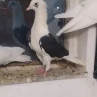 ۴عدد کبوتر|پرنده|قزوین, |دیوار