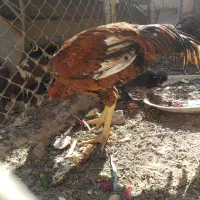 خروس ومرغ لاری