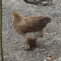 فروش یک جفت مرغ ک خروس نژاد برهما