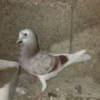 کفتر۳۰۰