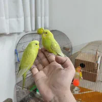 پنجتا تا مرغ عشق خونگی|پرنده|مشهد, فردوسی|دیوار