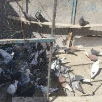 کبوتر