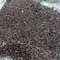 گردوی آذربایجان|خوردنی و آشامیدنی|آبیک, |دیوار