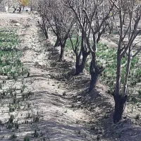 ۱۲۵۰متر مربع زمین مشجر ، شهرک ولیعصر، ضیائ الدین