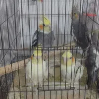 عروس هلندی