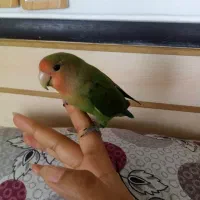 طوطی برزیلی کاملا دستی نر و ماده 11ماه هستن