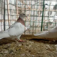 کوتر پرنده فروشی علی لنگری