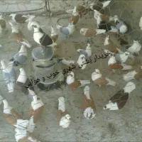 سبز دم سفید و پشتی|پرنده|شیراز, شهرک مفتح|دیوار