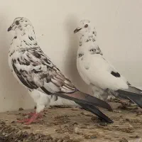 فروش دو عدد بزک نر|پرنده|مهر, |دیوار
