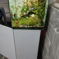 آکواریوم با گیاه زنده