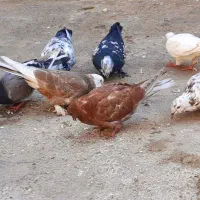 کبوتر پا پر تهرانی|پرنده|آزادشهر, |دیوار