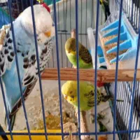 مرغ عشق|پرنده|اندیمشک, |دیوار