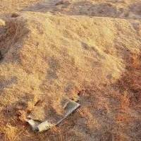 کاه گندم