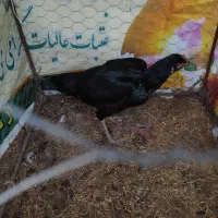 مرغ لاری اصیل|حیوانات مزرعه|بیله سوار, |دیوار