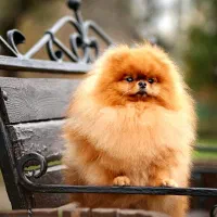 پامرانین های نر جهت کشش