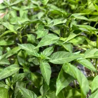 نشا انواع صیفی جات