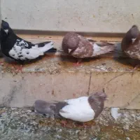 تعدادی کبوتر|پرنده|بهبهان, |دیوار