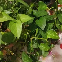 گل طبیعی شاداب|گل و گیاه طبیعی|پردیس, فاز ۴|دیوار