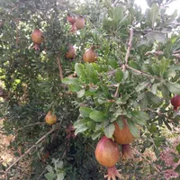 فروش یا تهاتر واحد تجاری و مسکونی در تهران یا کرج|فروش زمین و ملک کلنگی|تهران, نجات اللهی|دیوار