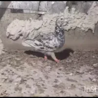 کبوتر