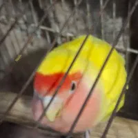 طوطی برزیلی صورت هلویی نیمه اهلی 6ماهه|پرنده|بندر امام خمینی, |دیوار