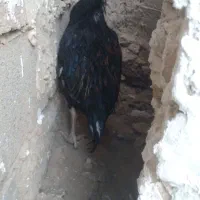 مرغ لاری|حیوانات مزرعه|خواف, |دیوار