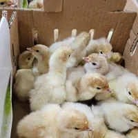 جوجه بوقلمون گوشتی بیوتی۶|حیوانات مزرعه|تنکابن, |دیوار