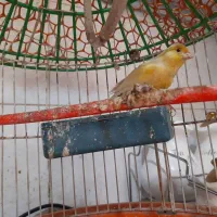 نرقناری خوب وخوشگل وبهترین رنگ