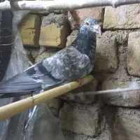 فروش پرنده|پرنده|محمدیه-قزوین, |دیوار