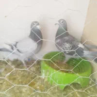 کفتر