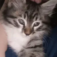 گربه پرشین ملوس