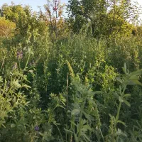 یونجه .بیچیم اول ۷۰درصد یونچه .یک طناب پانزده تومن