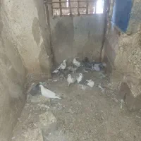 کبوتر