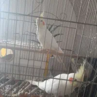 یک جفت عروس هلندی لوتینو مولد کار داده بادوتاجوجه|پرنده|همدان, |دیوار