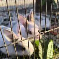 خرگوش|موش و خرگوش|شوشتر, |دیوار