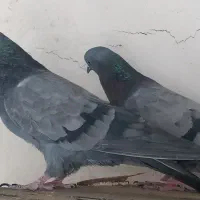 کبوتر سبز و بوربوری