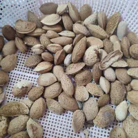 بادام درختی دیم|خوردنی و آشامیدنی|جوانرود, |دیوار