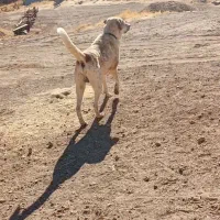 سگ سرابی|سگ|حسین آباد, |دیوار