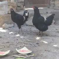 مرغ سیاه