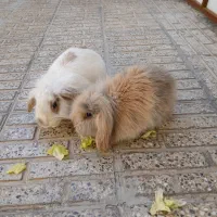 خر گوش خارجی|موش و خرگوش|خمینیشهر, |دیوار