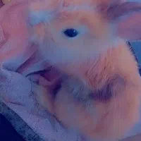 خرگوش باهوش