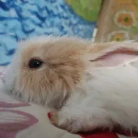 خرگوش لپ نر