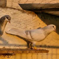 کبوتر بدرنگ  نر وماده