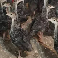 جوجه بوقلمون برنز و بوربون و بیوتی 2ماهه|حیوانات مزرعه|شیراز, دروازه قران|دیوار