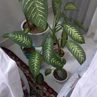 گل طبیعی دیفن باخیا