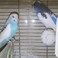 یک جفت مرغ عشق زیبا|پرنده|اسلامشهر, شهرک لاله|دیوار