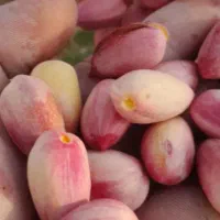 فروش پسته تازه اکبری دامغان